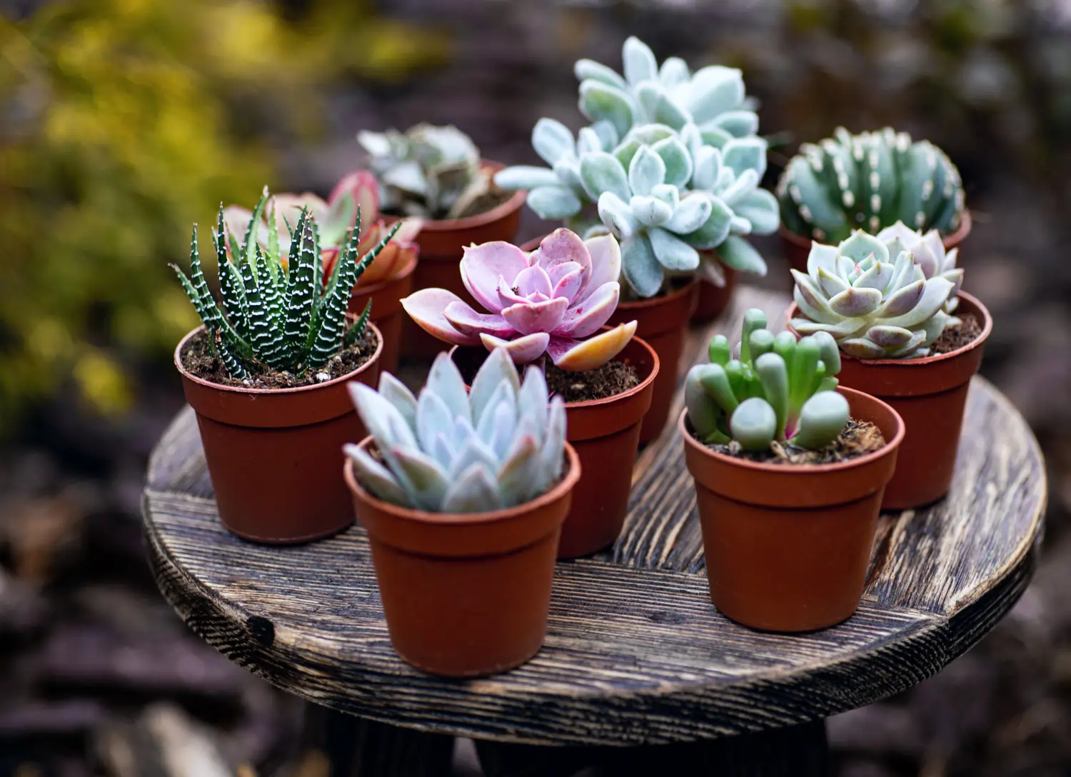 Succulents