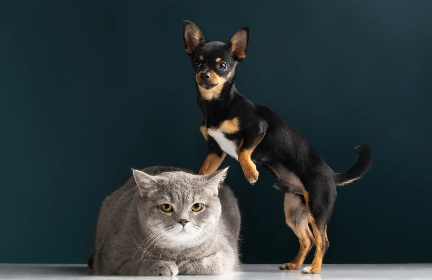 Dogs/Cats